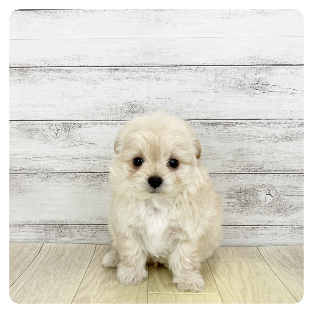 大阪府のチワプー/プーチー(チワワ×プードル) (犬の家＆猫の里そよら東岸和田店/2026年1月21日生まれ/男の子/クリーム)の子犬