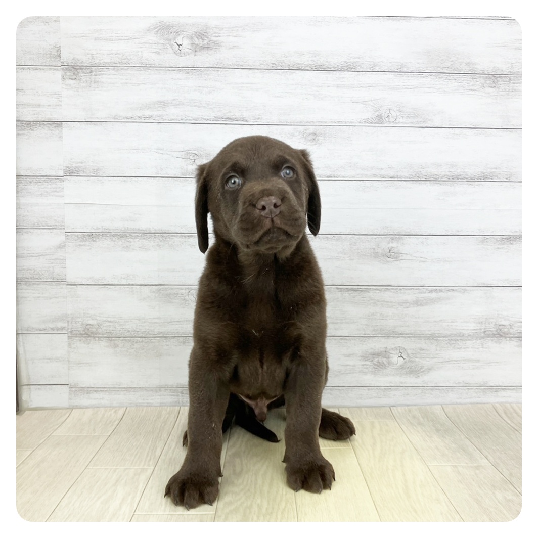 ラブラドールレトリーバー男の子の写真