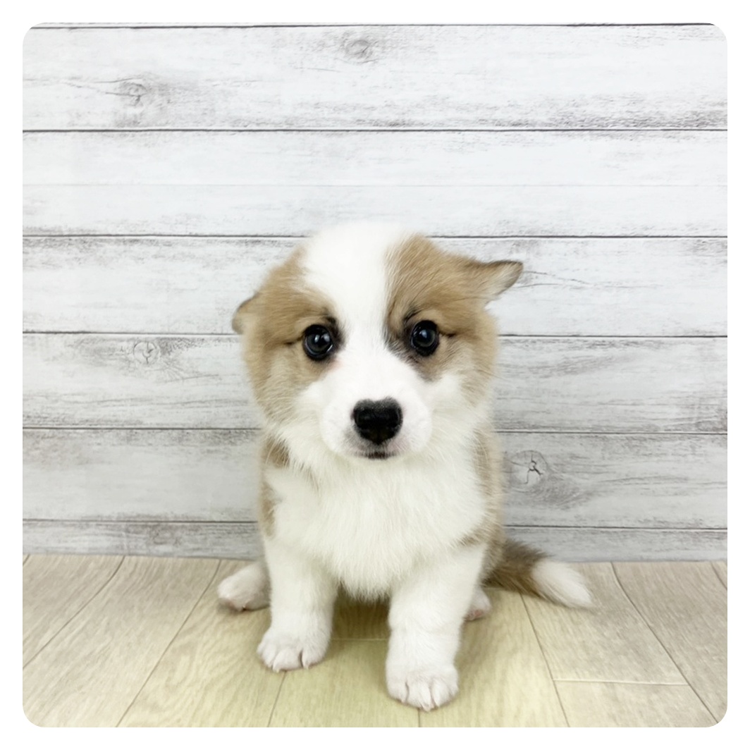 コーギー男の子の写真