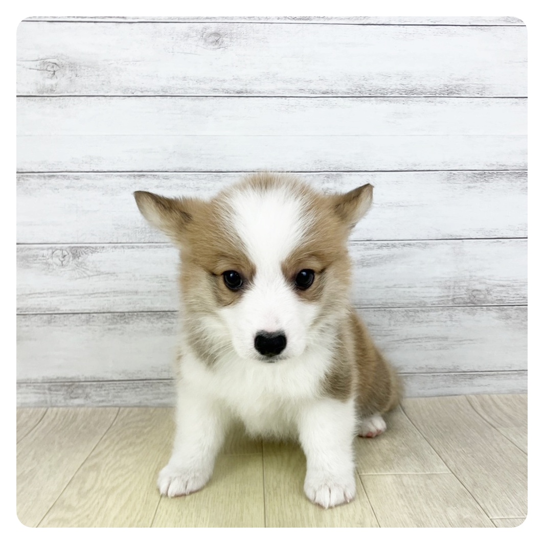 大阪府のウェルシュコーギーペンブローク (犬の家＆猫の里吹田店/2026年1月21日生まれ/女の子/レッドホワイト)の子犬の2枚目の画像