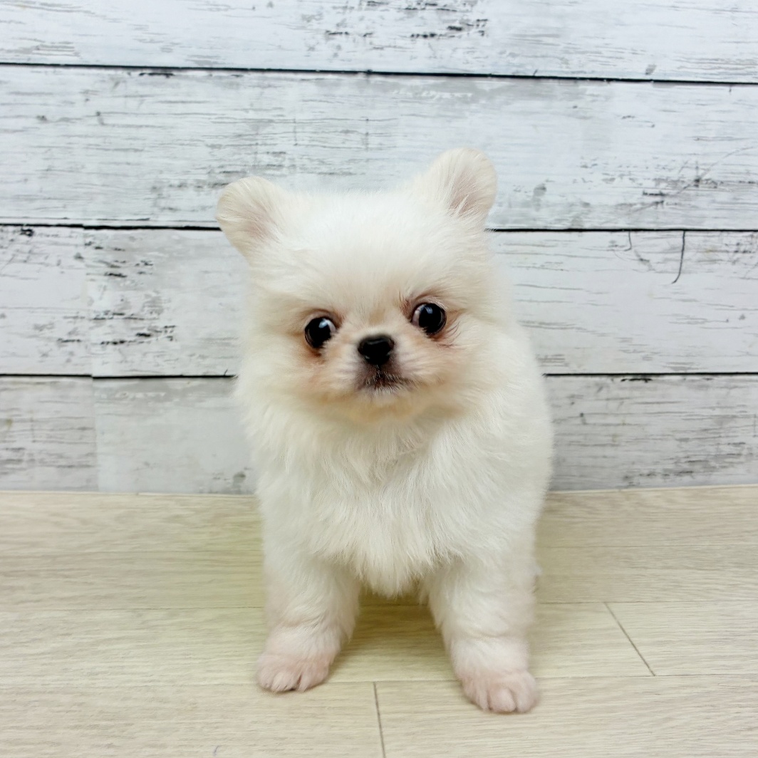 滋賀県のペキポメ/ポメペキ(ペキニーズ×ポメラニアン) (犬の家＆猫の里近江八幡店/2026年1月19日生まれ/男の子/ホワイト)の子犬