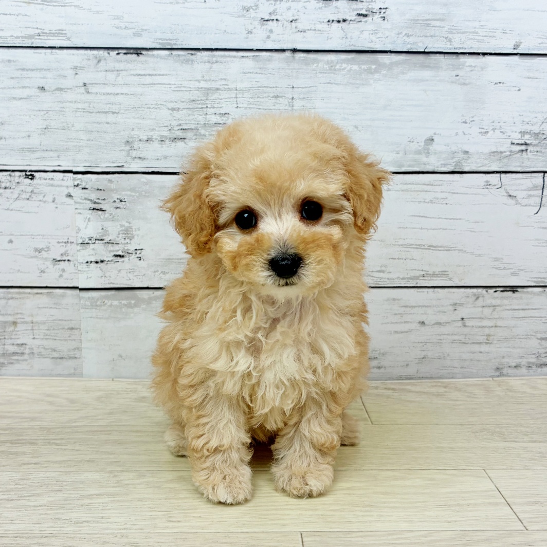 兵庫県のトイプードル(トイ) (犬の家＆猫の里川西店/2026年1月20日生まれ/女の子/ペールフォーン)の子犬