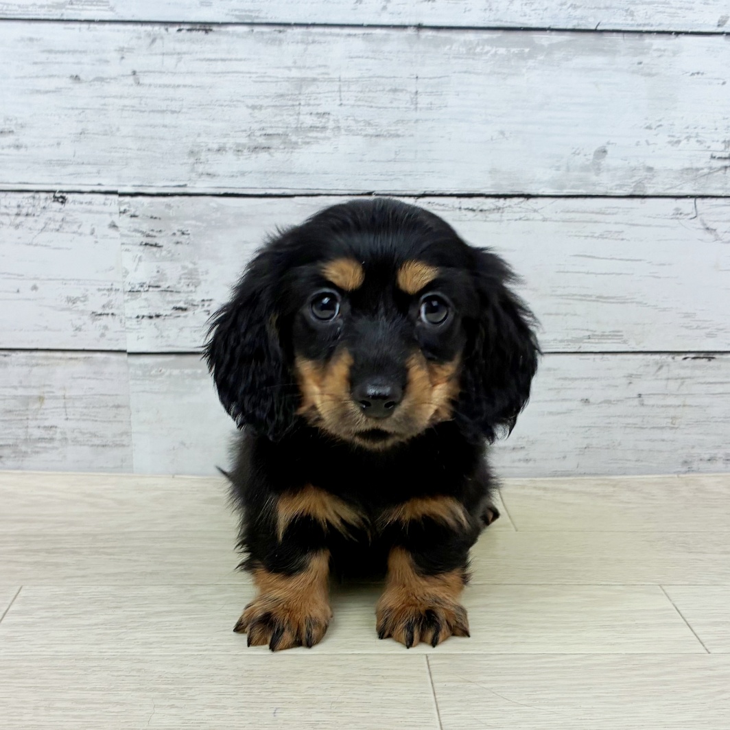 滋賀県のミニチュアダックスフンド(ロング) (犬の家＆猫の里近江八幡店/2026年1月20日生まれ/男の子/ブラックタン)の子犬