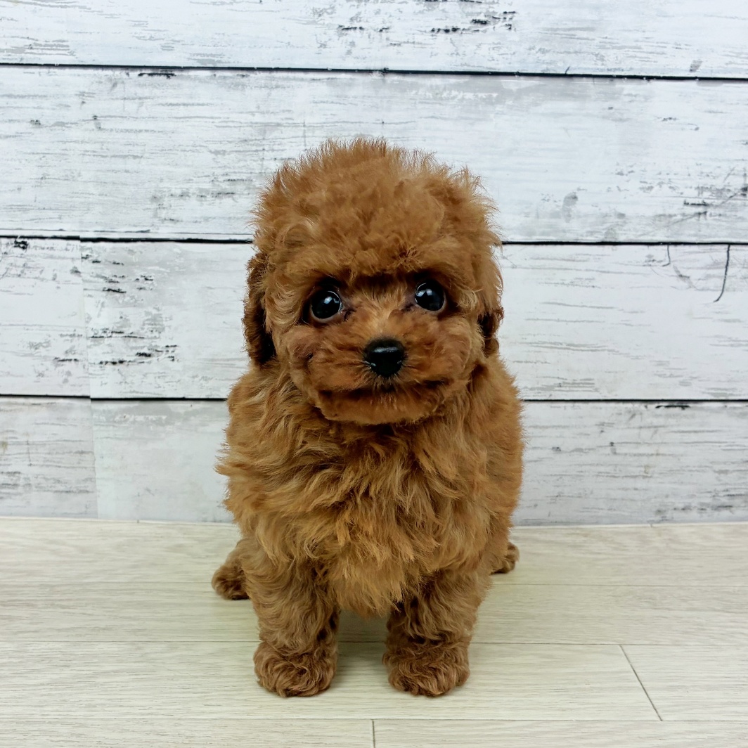 滋賀県のトイプードル(トイ) (犬の家＆猫の里長浜店/2026年1月17日生まれ/女の子/レッドフォーン)の子犬