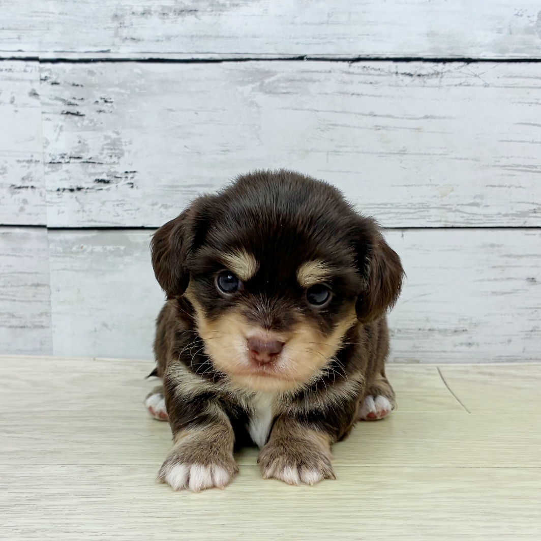滋賀県のチワックス(チワワ×ダックス) (犬の家＆猫の里近江八幡店/2026年1月20日生まれ/男の子/チョコレートタン)の子犬