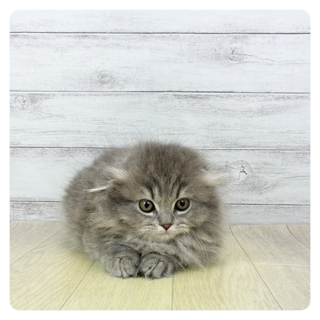 2026年1月20日生まれのスコティッシュフォールド