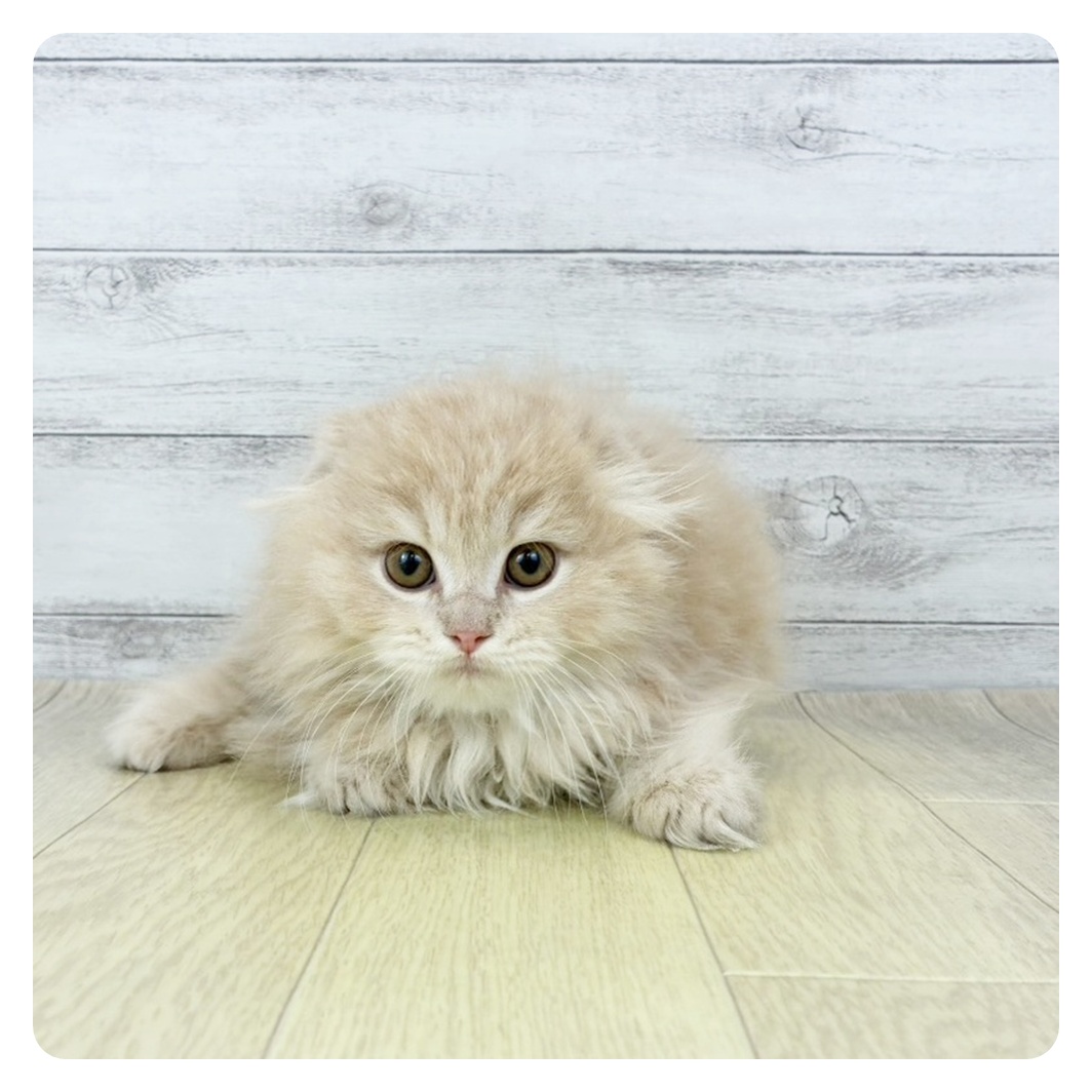 兵庫県のスコティッシュフォールド (犬の家＆猫の里尼崎店/2026年1月20日生まれ/男の子/クリームタビーホワイト)の子猫の2枚目の画像