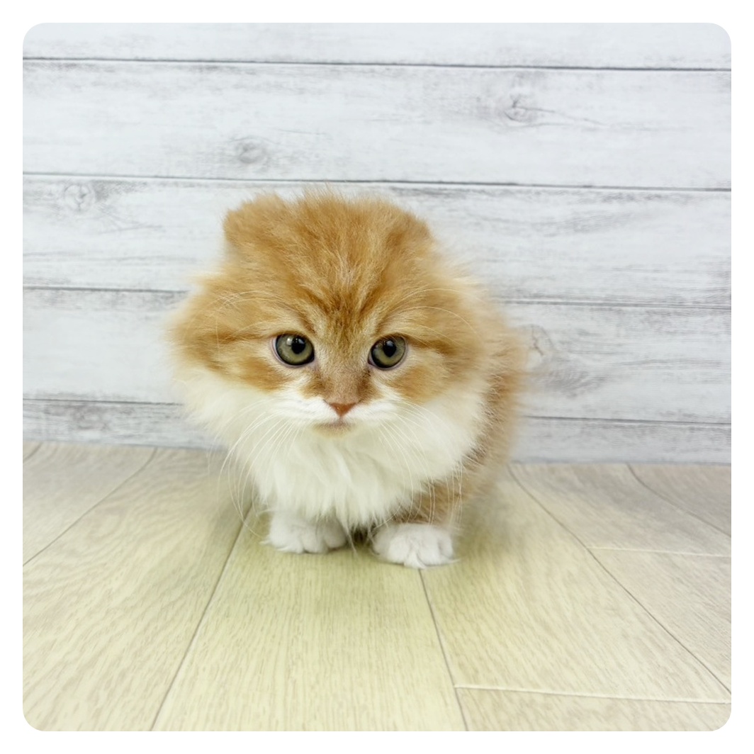 愛知県のスコティッシュフォールド (犬の家＆猫の里春日井本店/2026年1月19日生まれ/男の子/レッドタビーホワイト)の子猫