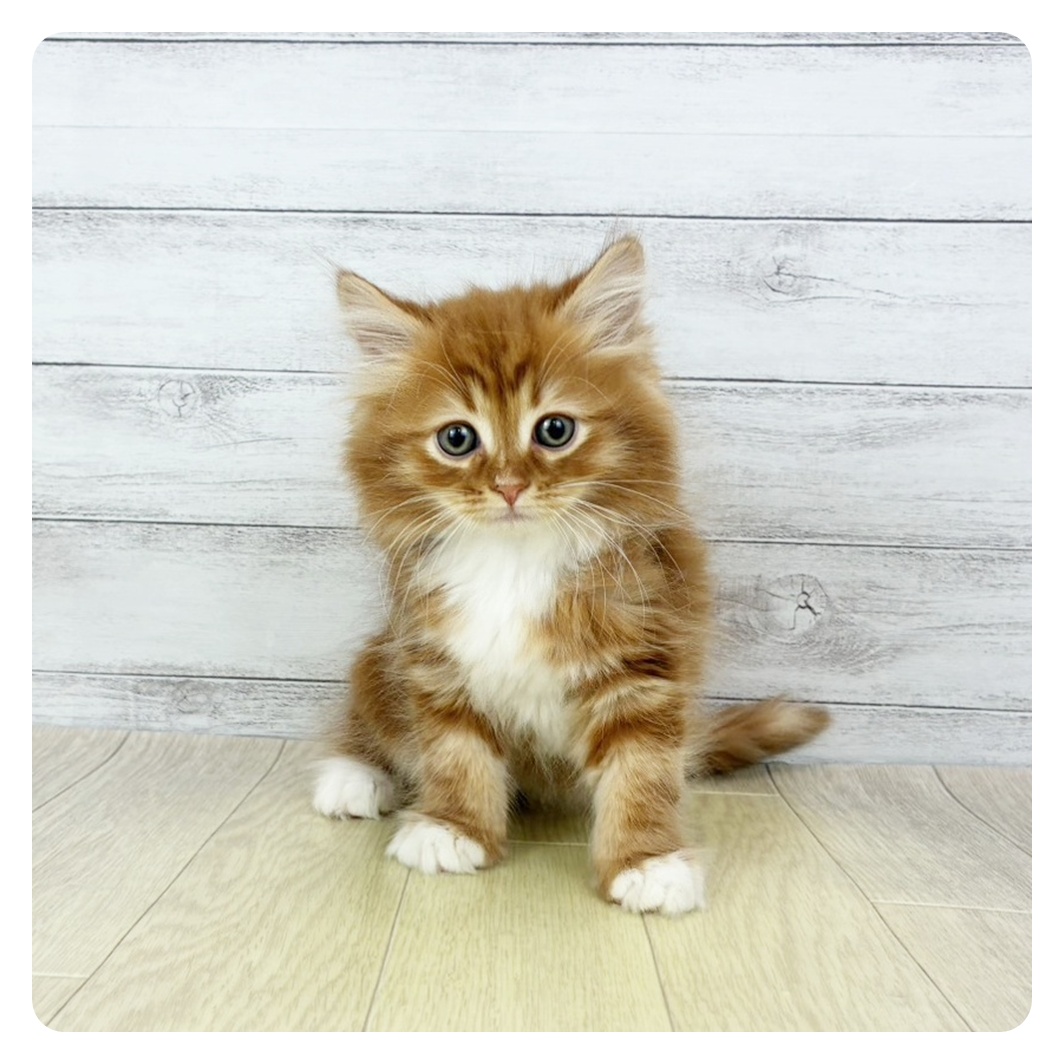 愛知県のサイベリアン (犬の家＆猫の里春日井本店/2026年1月13日生まれ/男の子/レッドタビーホワイト)の子猫