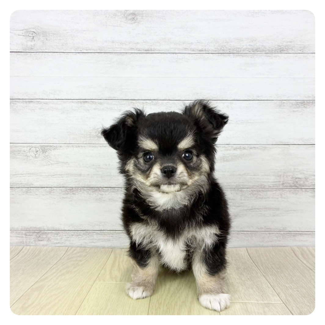 愛知県のチワワ(ロング) (犬の家＆猫の里春日井本店/2026年1月20日生まれ/男の子/ブラックタンホワイト)の子犬