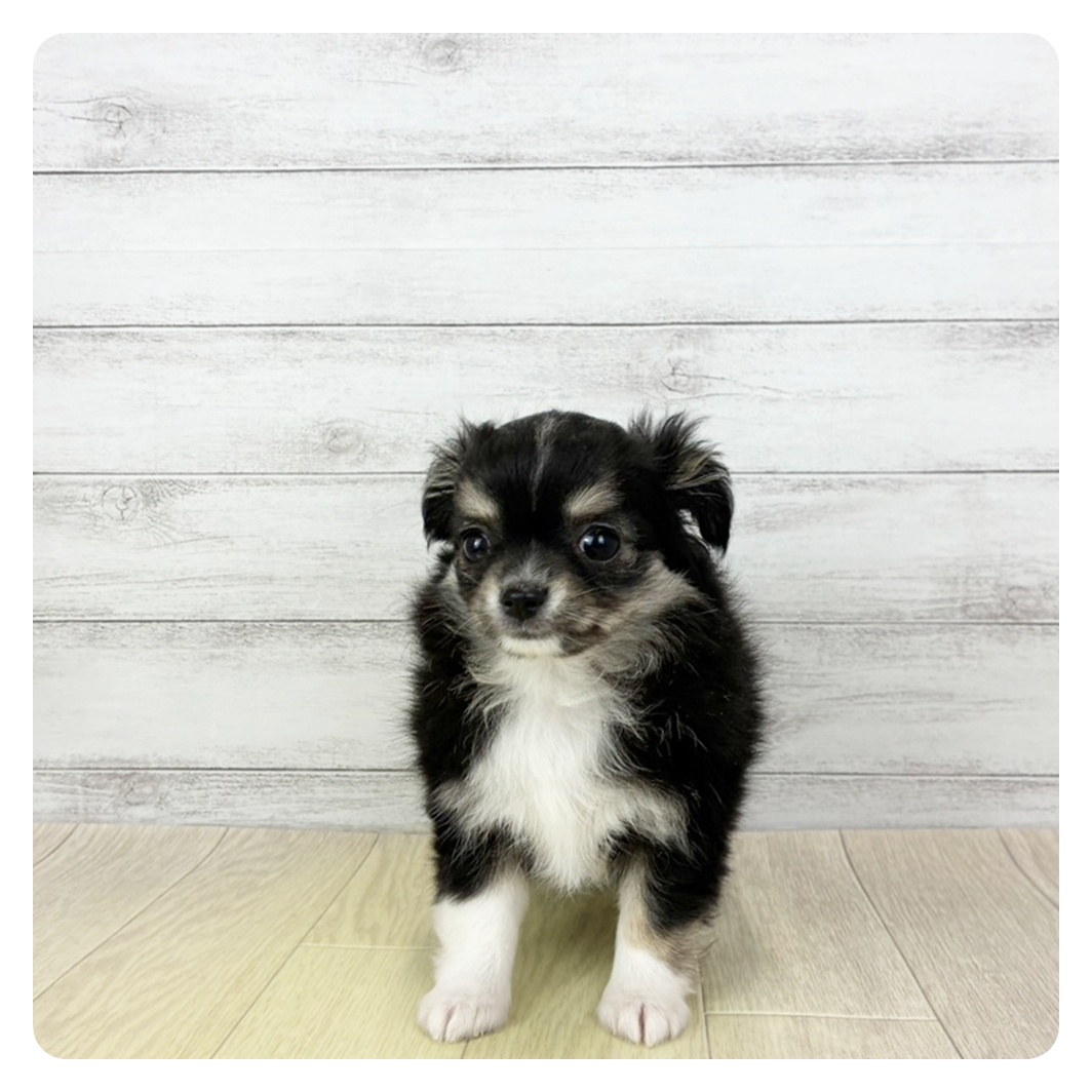 愛知県のチワワ(ロング) (犬の家＆猫の里春日井本店/2026年1月20日生まれ/女の子/ブラックタンホワイト)の子犬