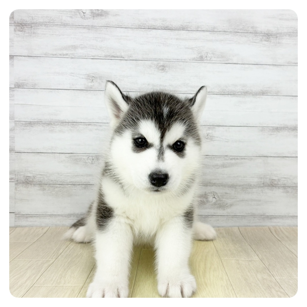 2026年1月22日生まれのシベリアンハスキー