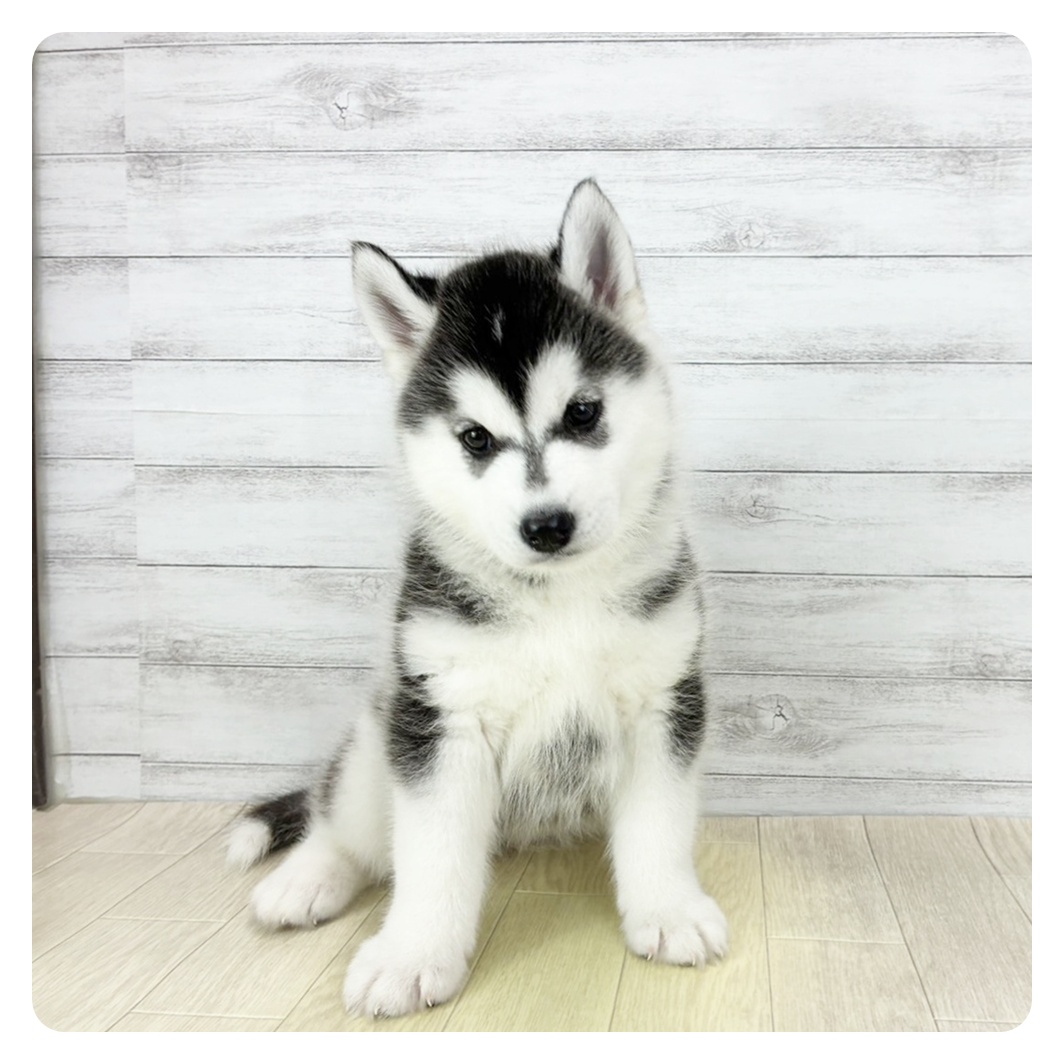 愛知県のシベリアンハスキー (犬の家＆猫の里春日井本店/2026年1月22日生まれ/女の子/ブラックホワイト)の子犬