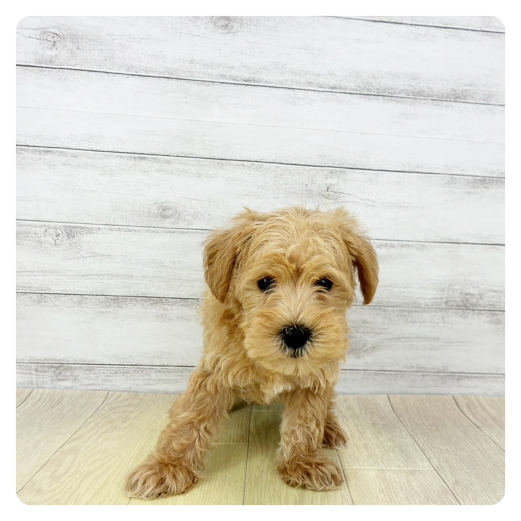 大阪府のシュナプー(シュナウザー×プードル) (犬の家＆猫の里そよら東岸和田店/2026年1月22日生まれ/女の子/アプリコット)の子犬の2枚目の画像