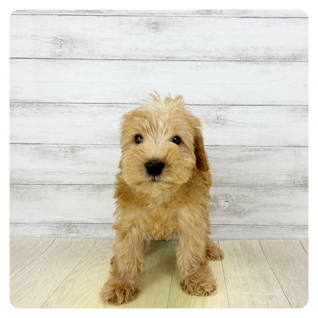 愛知県のシュナプー(シュナウザー×プードル) (犬の家＆猫の里春日井本店/2026年1月22日生まれ/男の子/アプリコット)の子犬