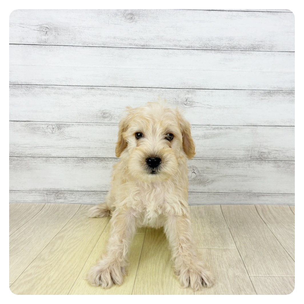 兵庫県のシュナプー(シュナウザー×プードル) (犬の家＆猫の里川西店/2026年1月22日生まれ/男の子/アプリコット)の子犬