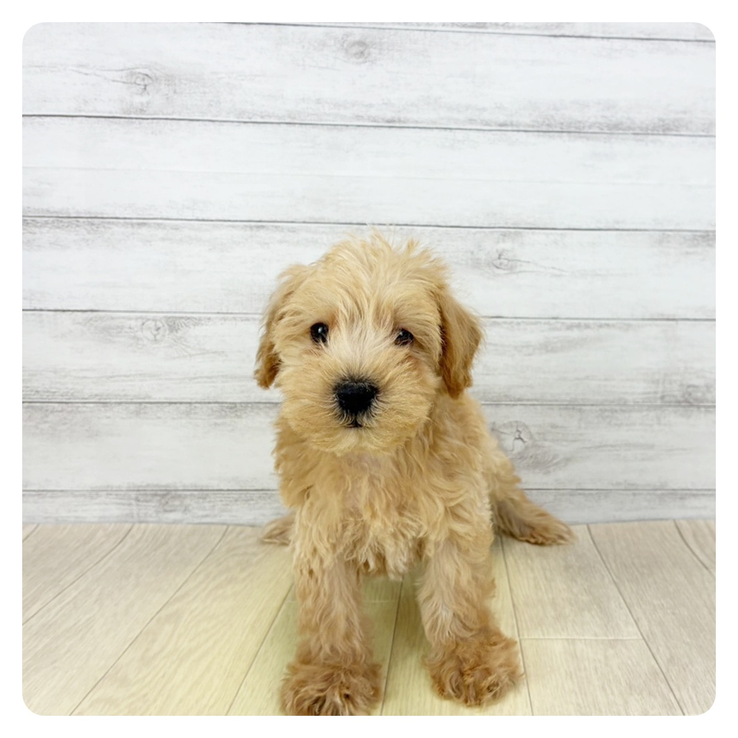 兵庫県のシュナプー(シュナウザー×プードル) (犬の家＆猫の里ニッケパークタウン加古川店/2026年1月22日生まれ/男の子/アプリコット)の子犬