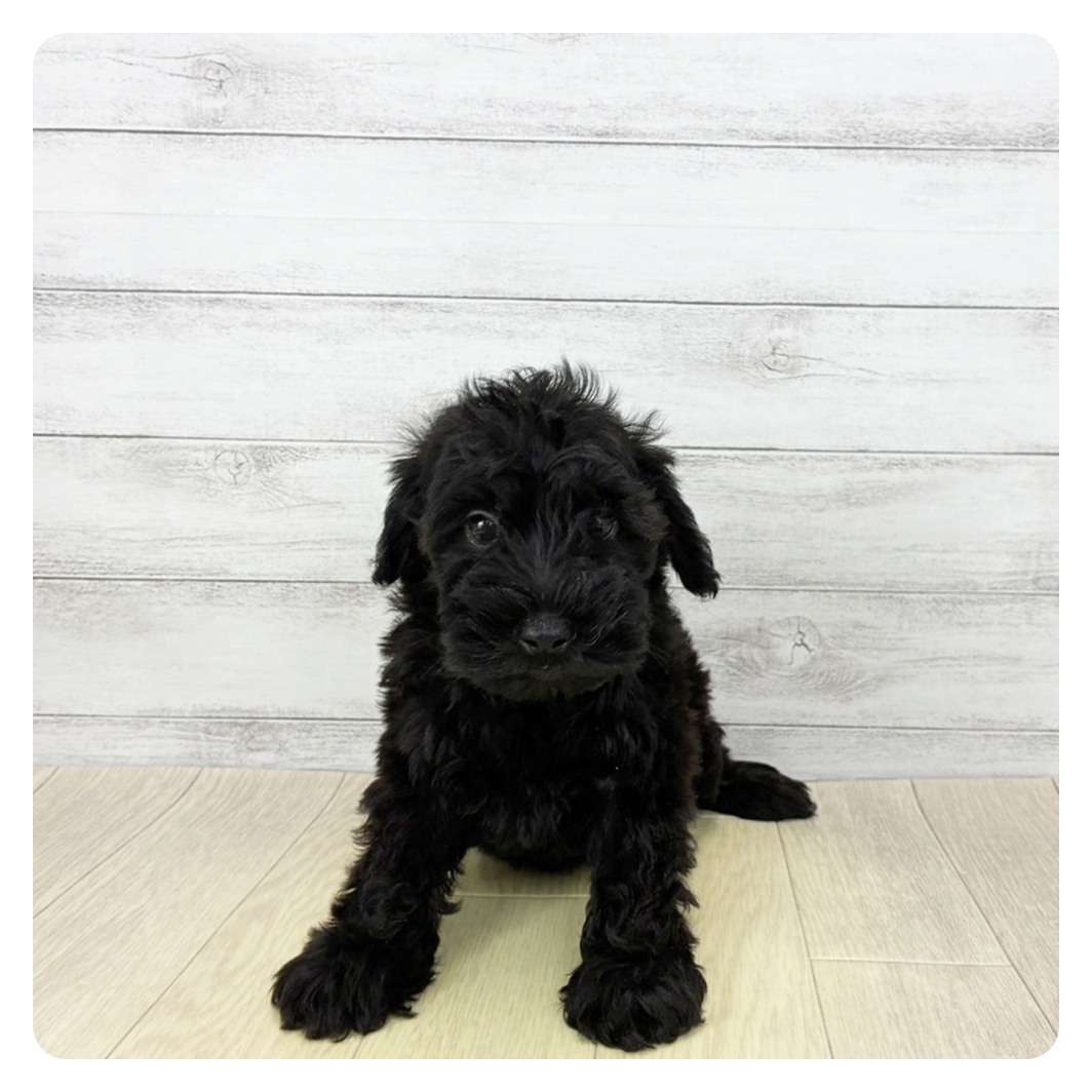 岡山県のシュナプー(シュナウザー×プードル) (犬の家＆猫の里倉敷店/2026年1月22日生まれ/男の子/ブラック)の子犬の2枚目の画像