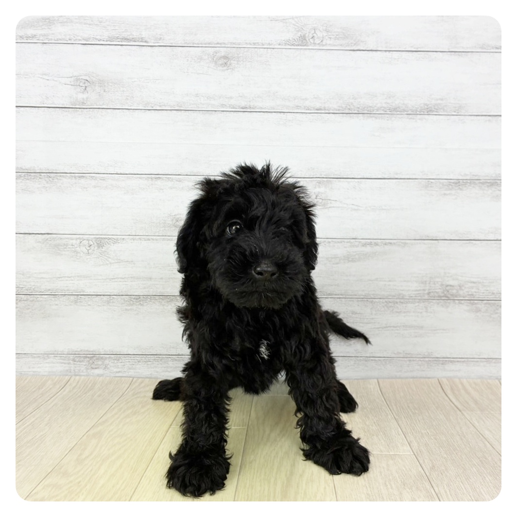 2026年1月22日生まれのシュナプー(シュナウザー×プードル)