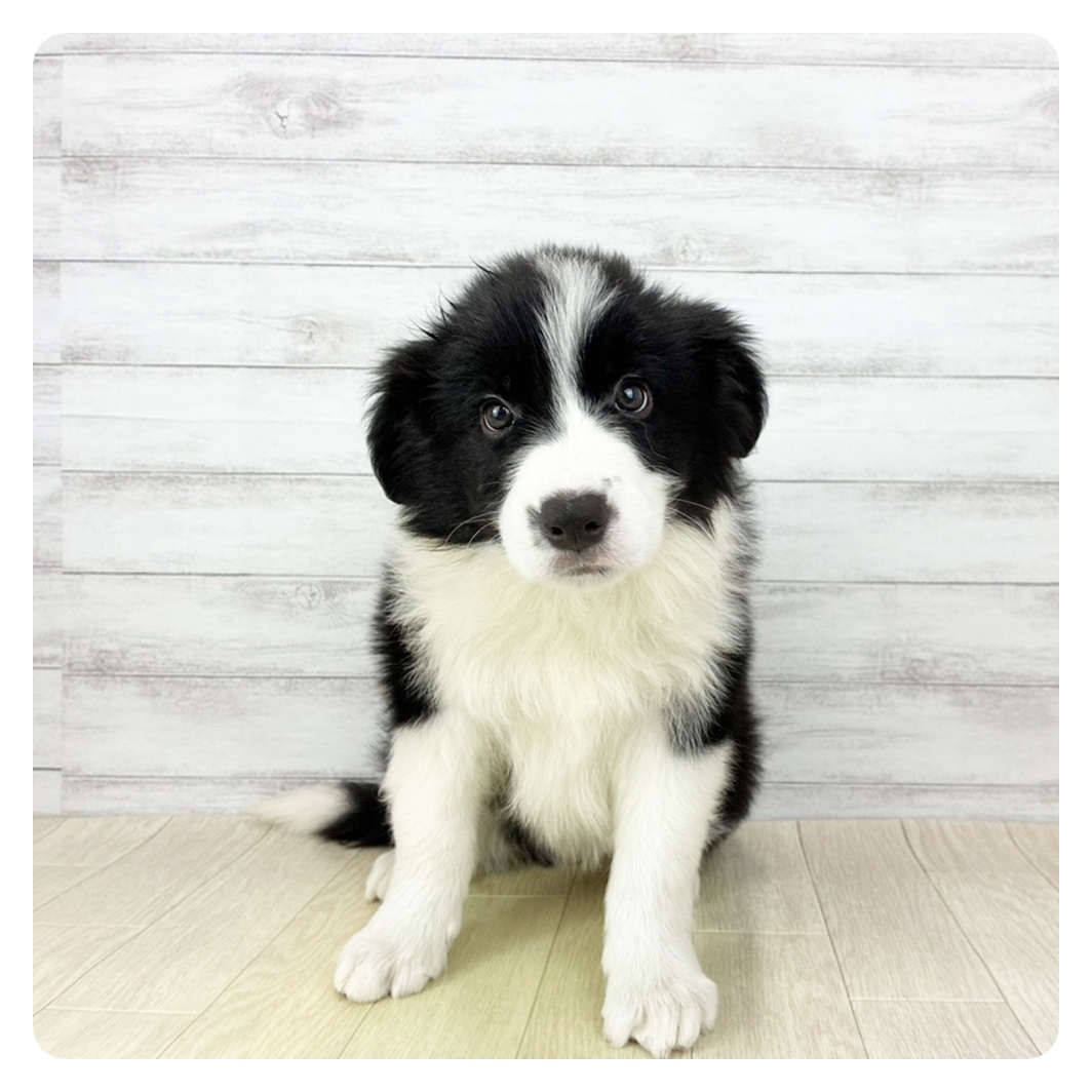 愛知県のボーダーコリー (犬の家＆猫の里春日井本店/2026年1月21日生まれ/男の子/ブラックホワイト)の子犬