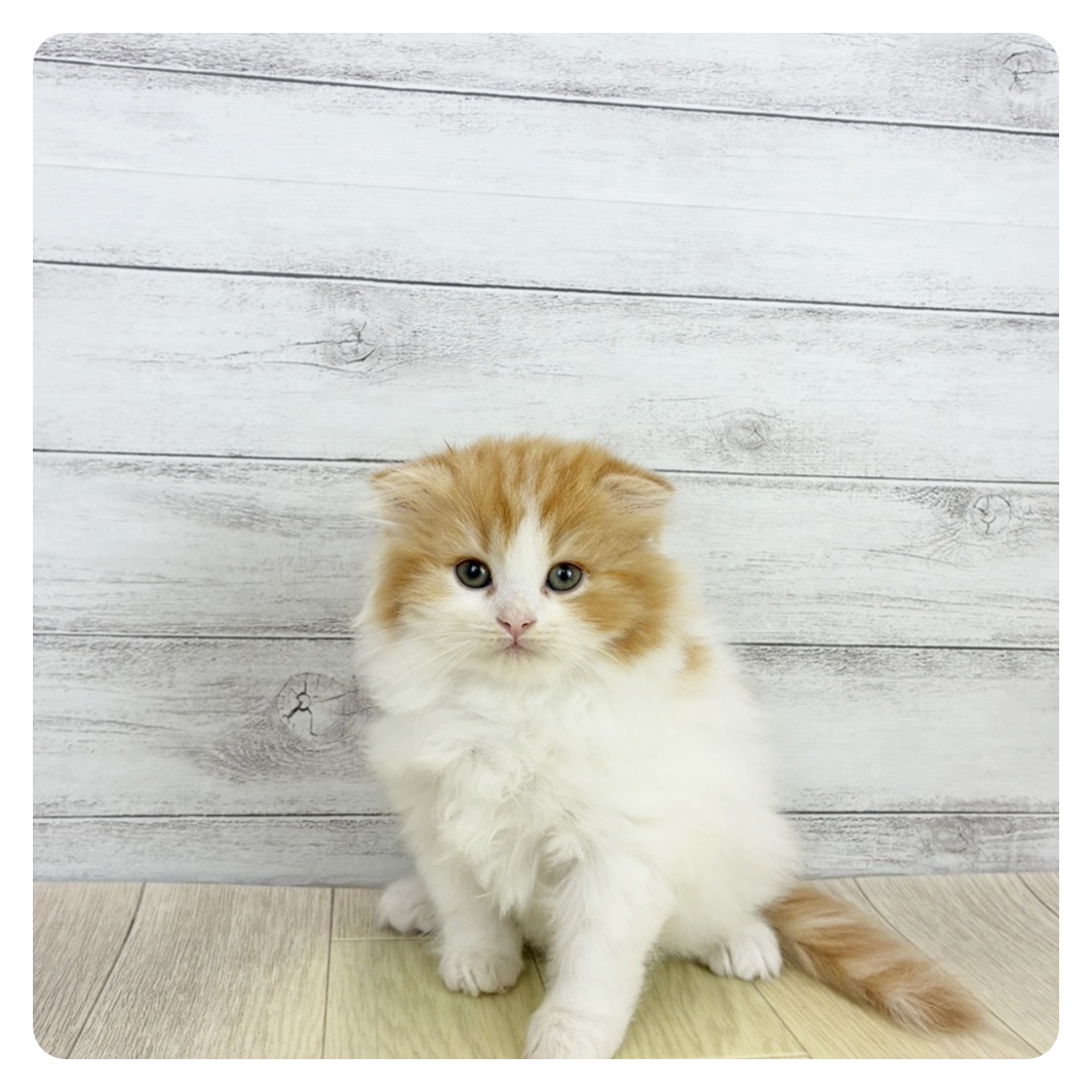 岐阜県のスコティッシュフォールド (犬の家＆猫の里中津川店/2026年1月22日生まれ/女の子/レッドタビーホワイト)の子猫の2枚目の画像