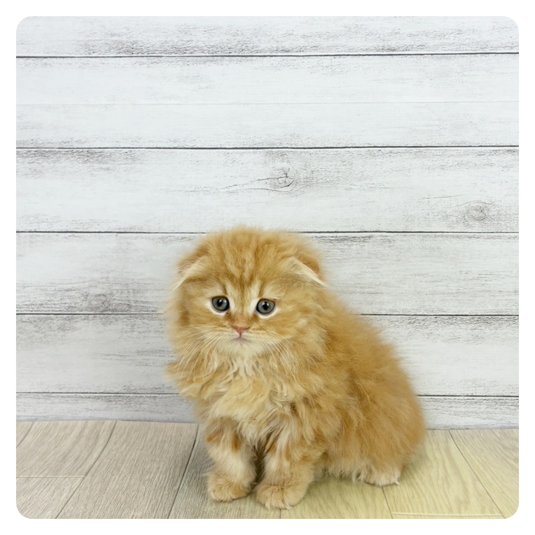 愛知県のスコティッシュフォールド (犬の家＆猫の里MEGAドン・キホーテ東海名和店/2026年1月22日生まれ/女の子/レッドタビー)の子猫の1枚目の画像