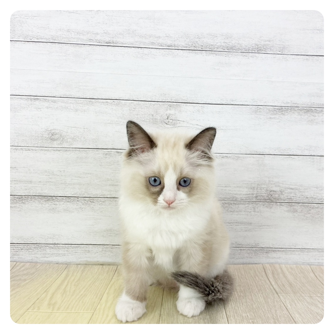 愛知県のラグドール (犬の家＆猫の里名古屋天白店/2026年1月22日生まれ/男の子/シールポイントバイカラー)の子猫の4枚目の画像