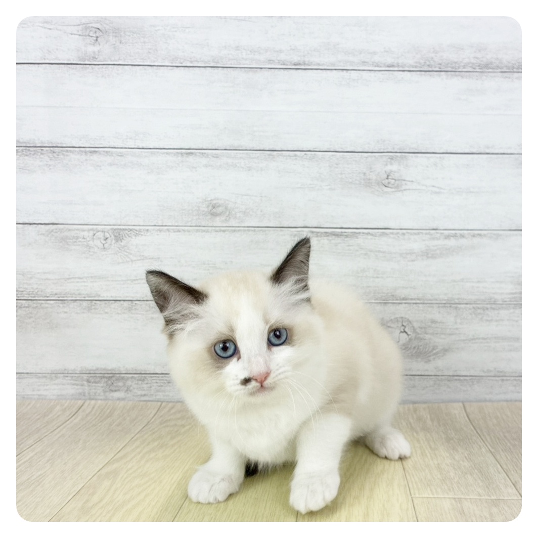 岐阜県のラグドール (犬の家＆猫の里岐南店/2026年1月22日生まれ/女の子/シールポイントバイカラー)の子猫の2枚目の画像