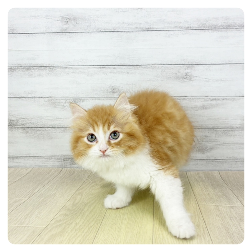 長野県のスコティッシュフォールド (犬の家＆猫の里長野店/2026年1月22日生まれ/男の子/レッドタビーホワイト)の子猫