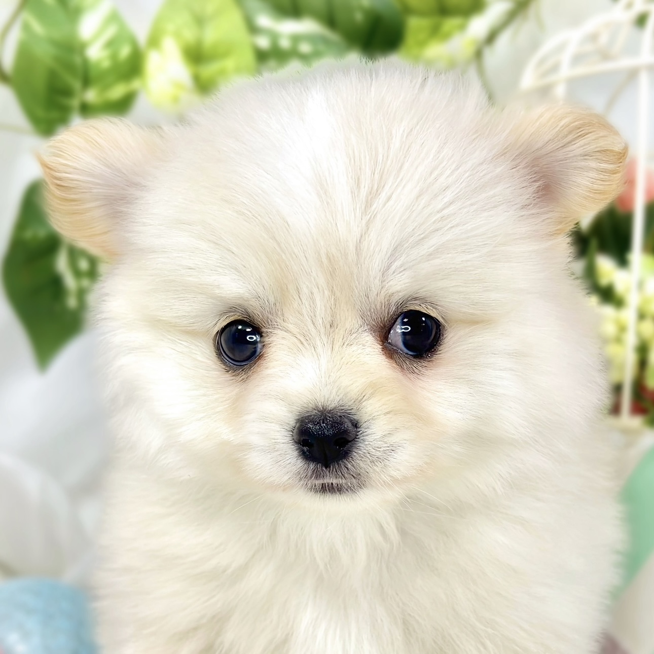 愛知県のポメチワ/チワポメ/ポメチー(ポメラニアン×チワワ) (犬の家＆猫の里MEGAドン・キホーテ東海名和店/2026年1月22日生まれ/女の子/クリームホワイト)の子犬の3枚目の画像