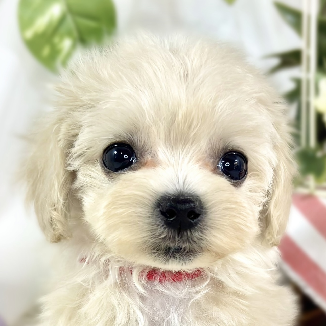 愛知県のマルプー(マルチーズ×プードル) (犬の家＆猫の里名古屋天白店/2026年1月24日生まれ/女の子/クリーム)の子犬の1枚目の画像