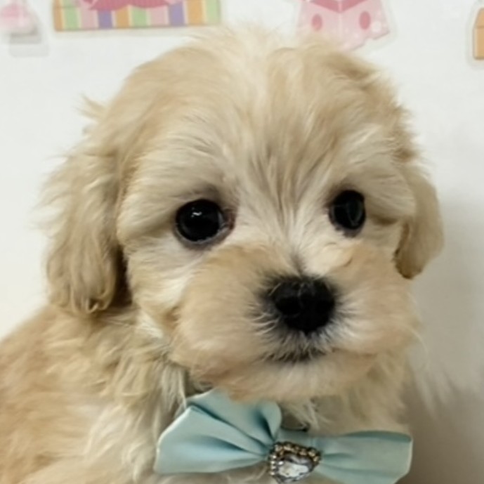 2026年1月24日生まれのマルプー(マルチーズ×プードル)