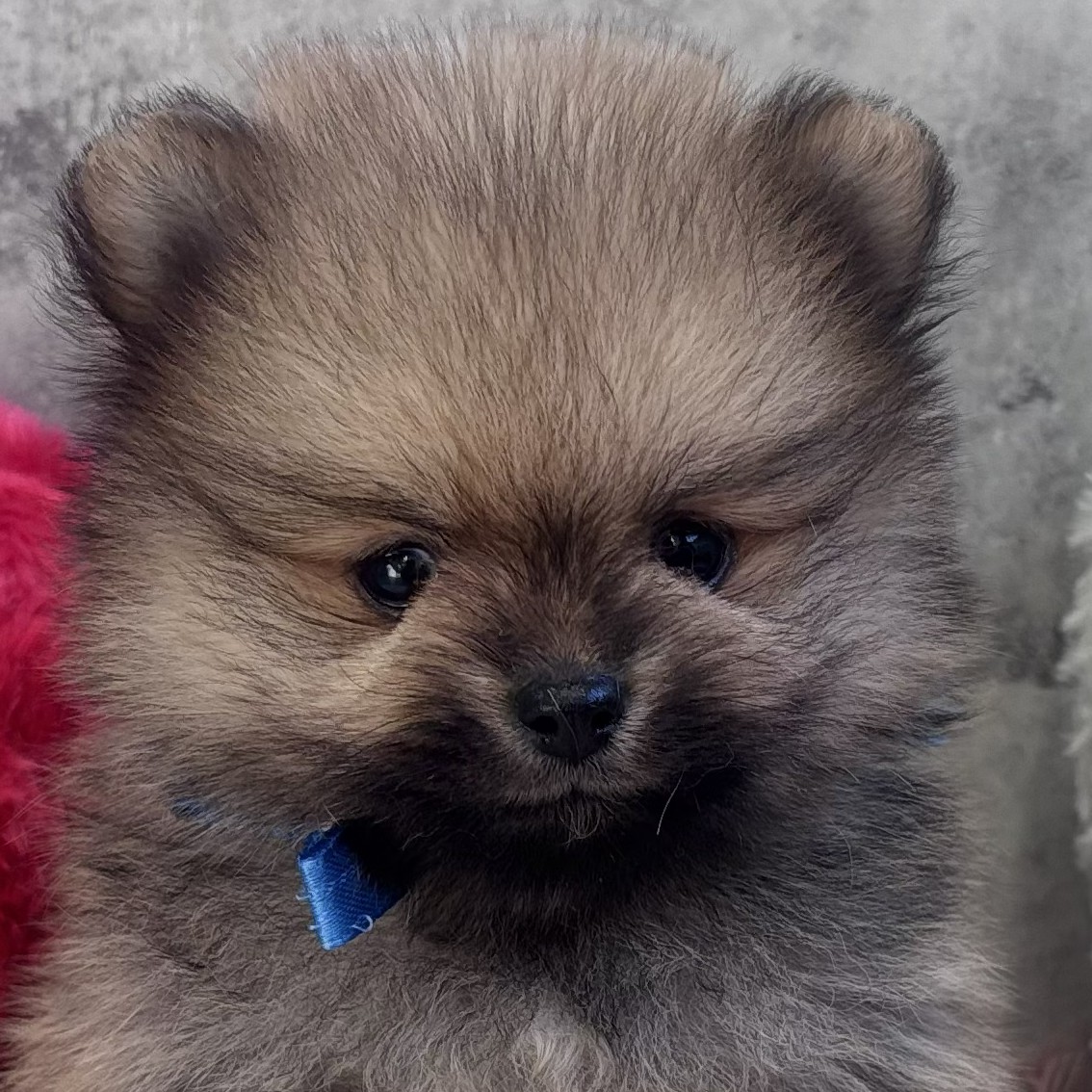 愛知県のポメラニアン (犬の家＆猫の里春日井本店/2026年1月22日生まれ/男の子/オレンジ)の子犬