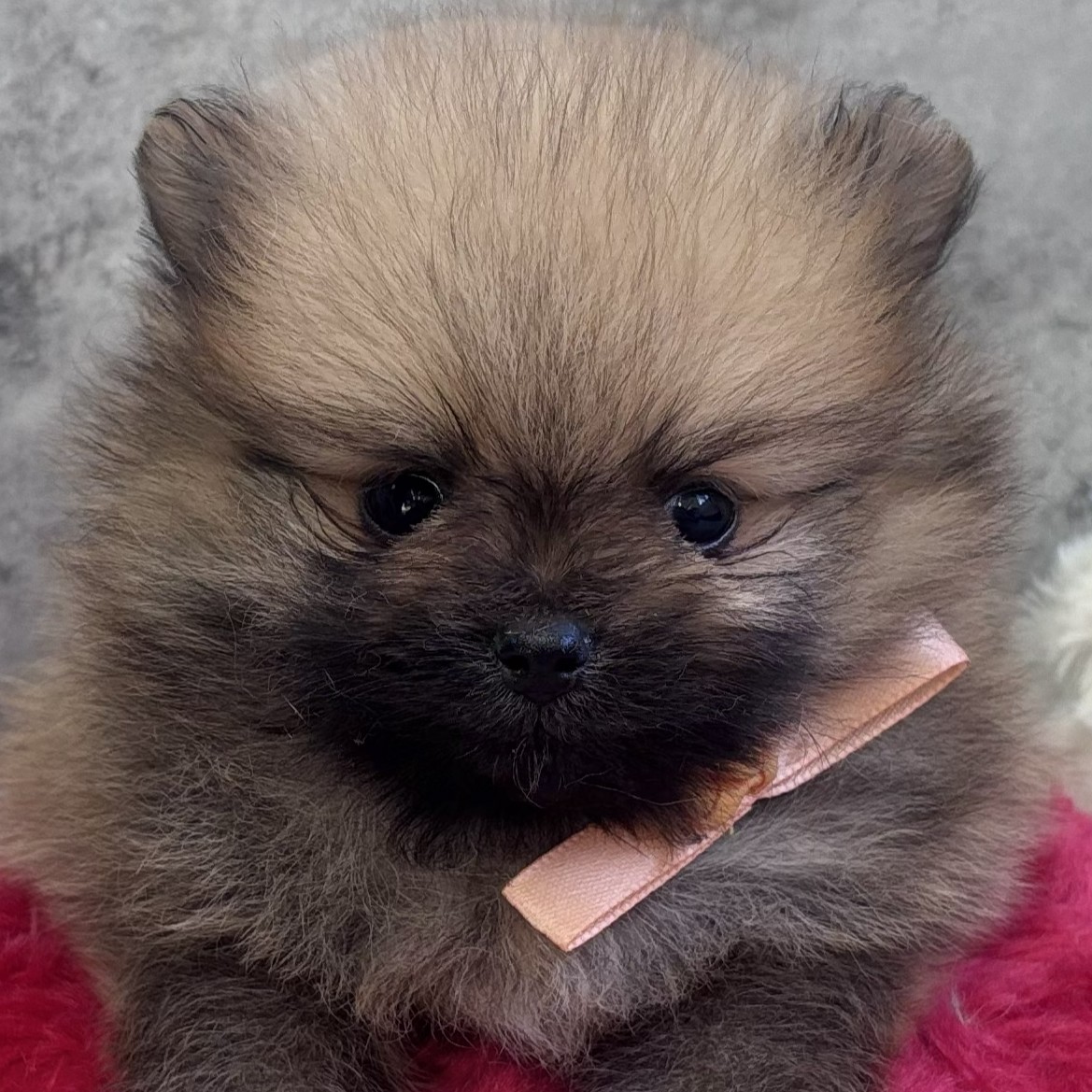 岐阜県のポメラニアン (犬の家＆猫の里岐南店/2026年1月22日生まれ/男の子/オレンジ)の子犬の1枚目の画像