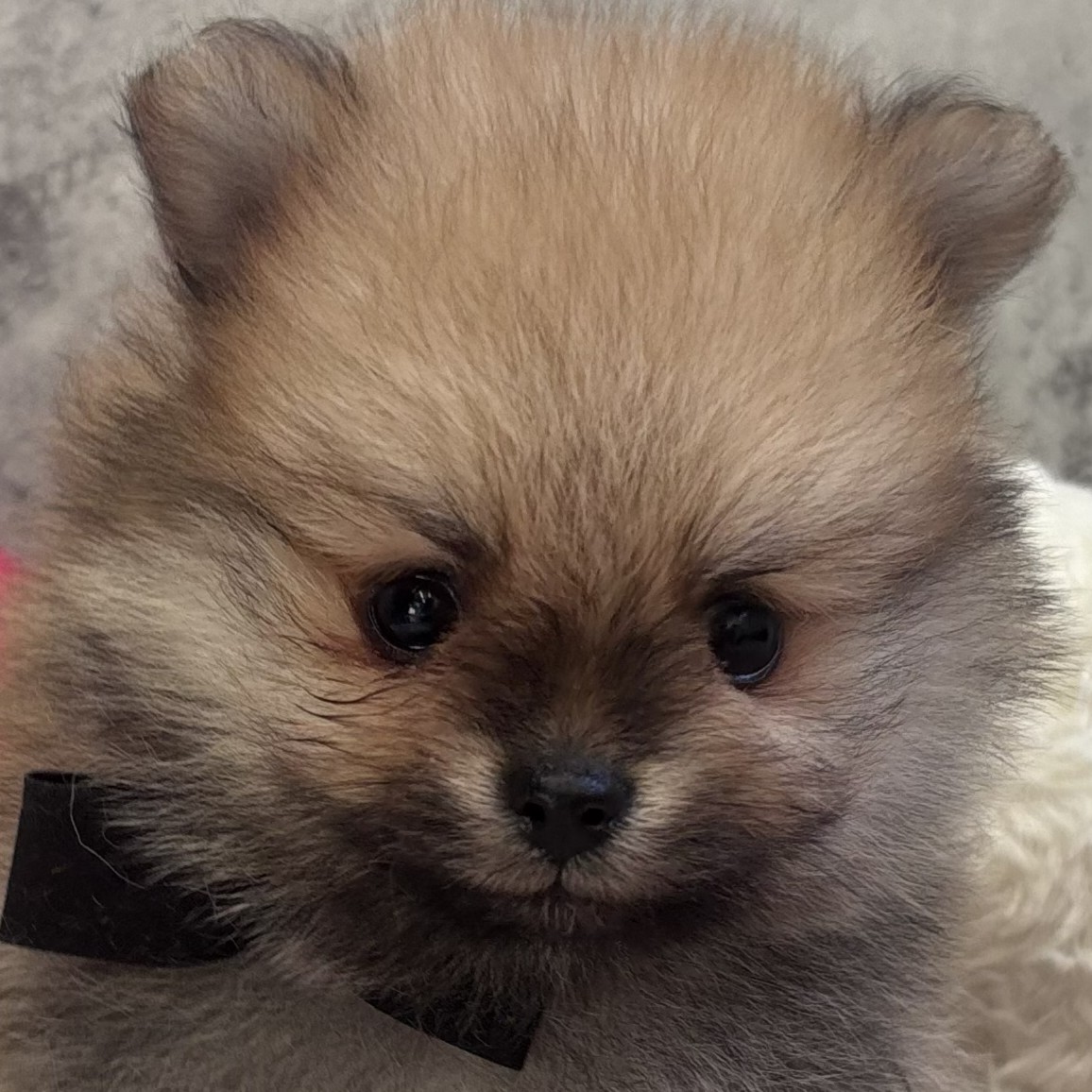 愛知県のポメラニアン (犬の家＆猫の里MEGAドン・キホーテ東海名和店/2026年1月22日生まれ/女の子/オレンジ)の子犬