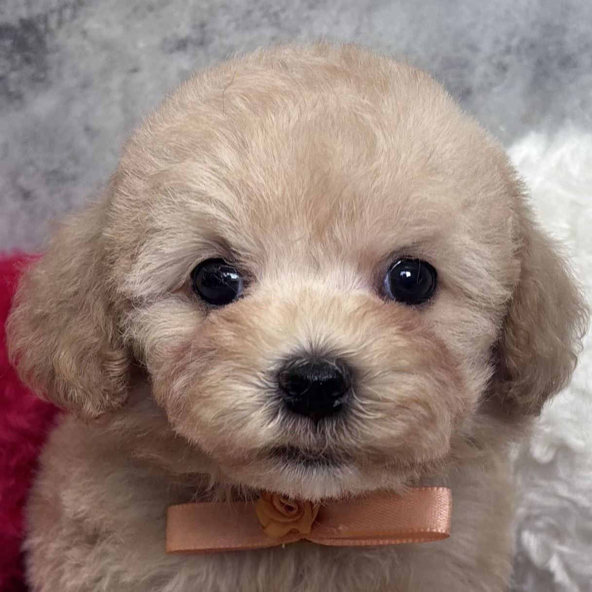 愛知県のマルプー(マルチーズ×プードル) (犬の家＆猫の里七宝店/2026年1月22日生まれ/女の子/アプリコット)の子犬の2枚目の画像
