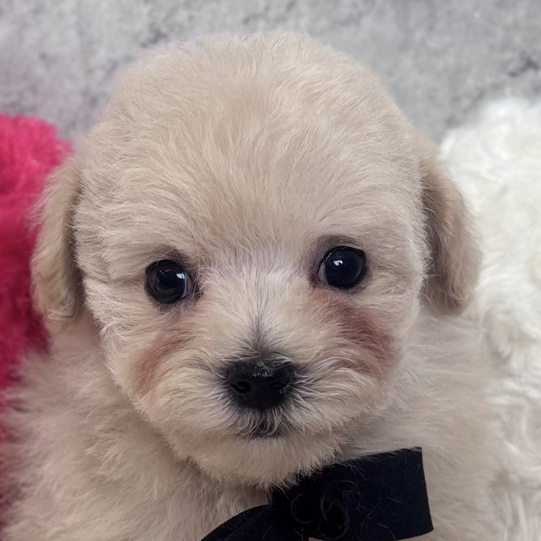 2026年1月22日生まれのマルプー(マルチーズ×プードル)