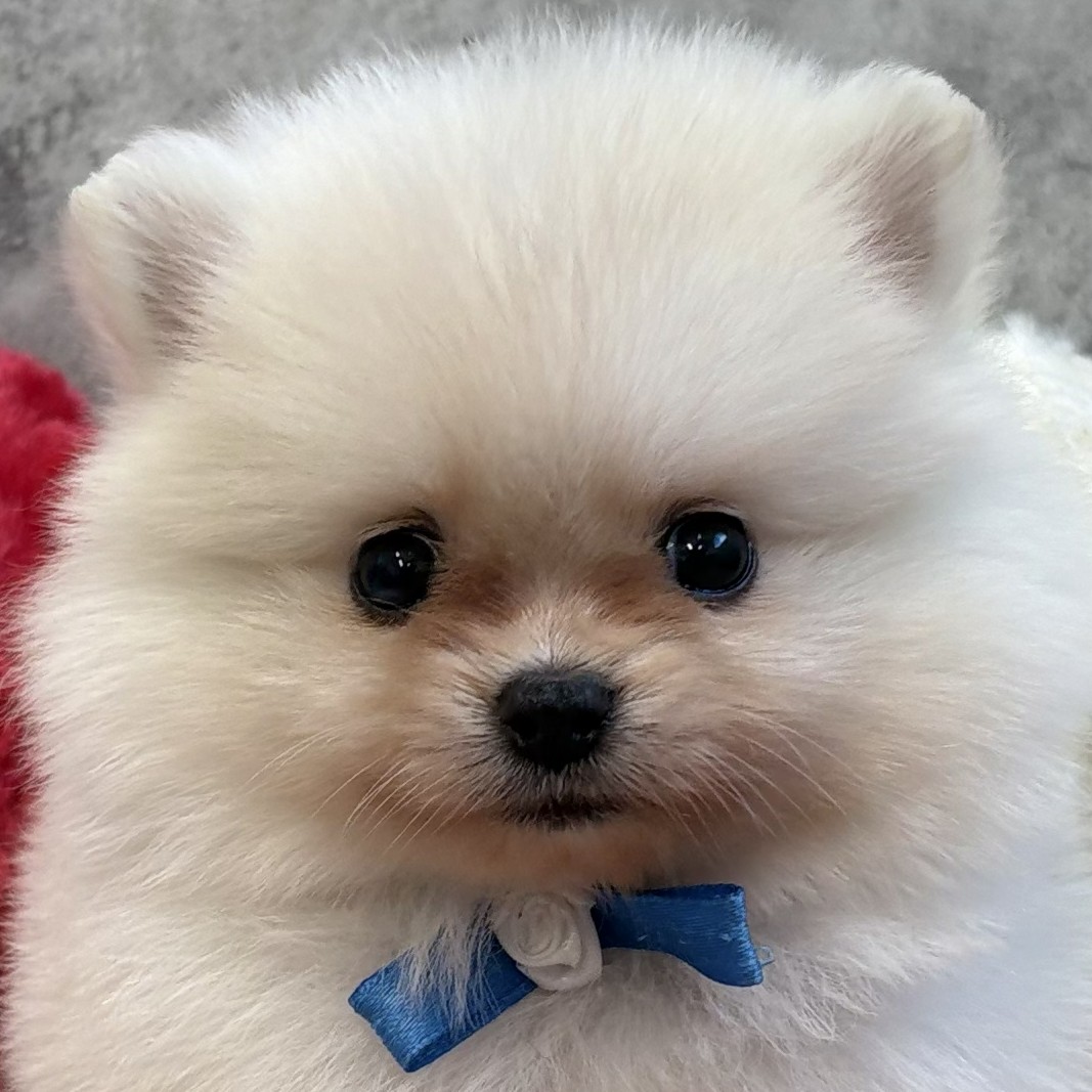 愛知県のポメラニアン (犬の家＆猫の里春日井本店/2026年1月22日生まれ/女の子/クリーム)の子犬