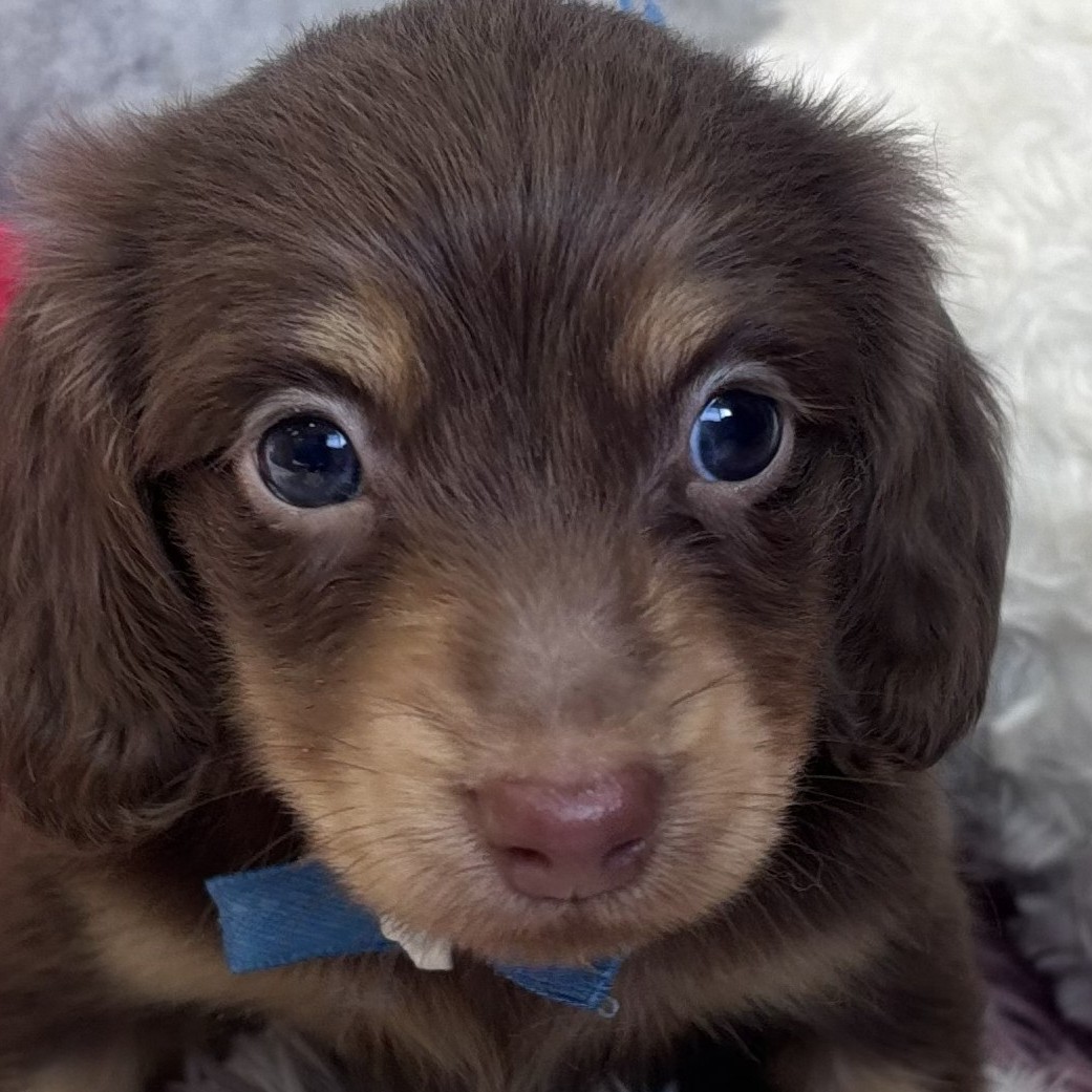 愛知県のミニチュアダックスフンド(ロング) (犬の家＆猫の里春日井本店/2026年1月23日生まれ/女の子/チョコレートタン)の子犬