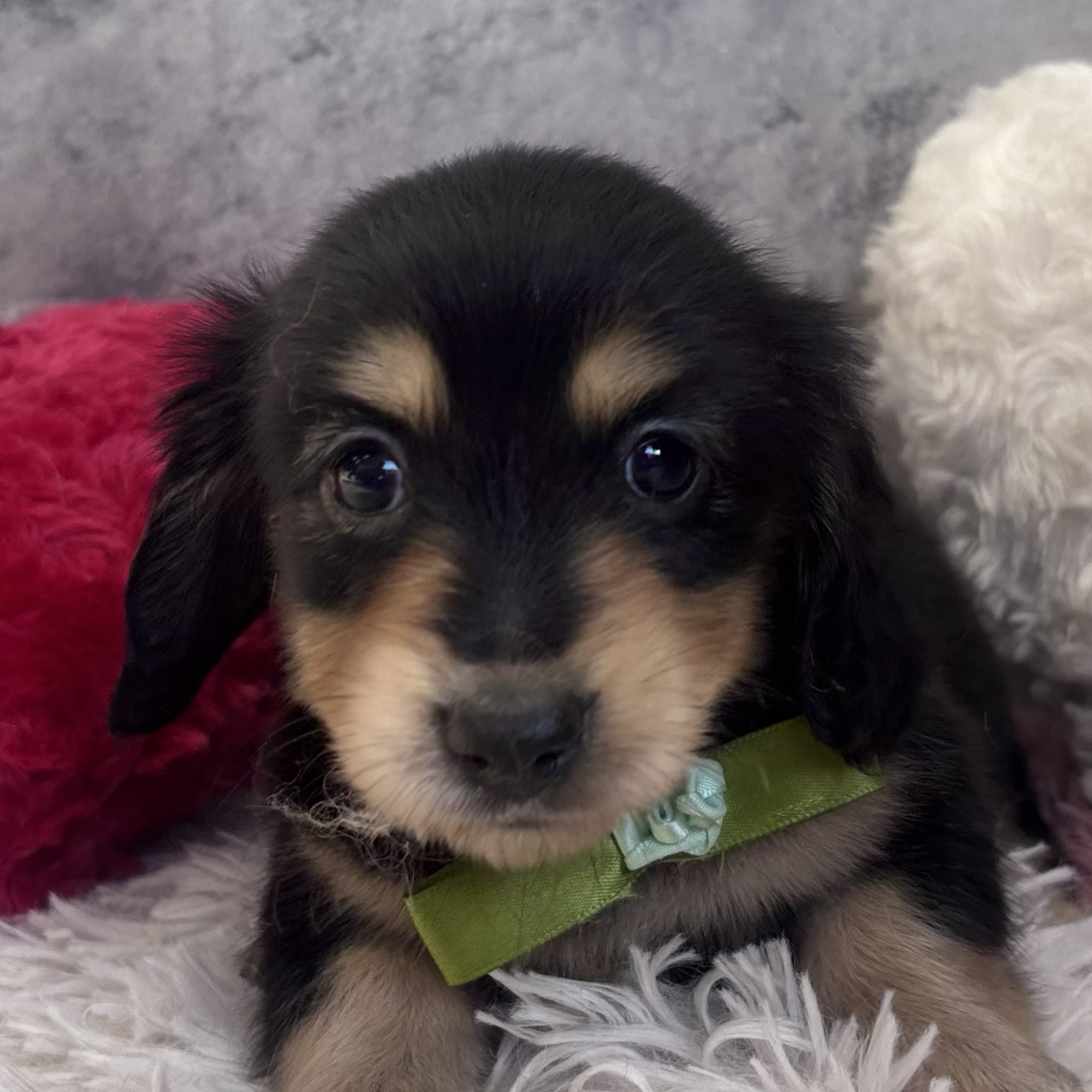 愛知県のミニチュアダックスフンド(ロング) (犬の家＆猫の里春日井本店/2026年1月23日生まれ/女の子/ブラックタン)の子犬