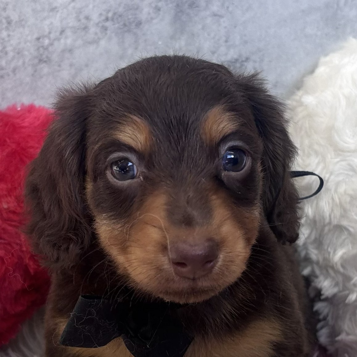 兵庫県のミニチュアダックスフンド(ロング) (犬の家＆猫の里川西店/2026年1月23日生まれ/男の子/チョコレートタン)の子犬