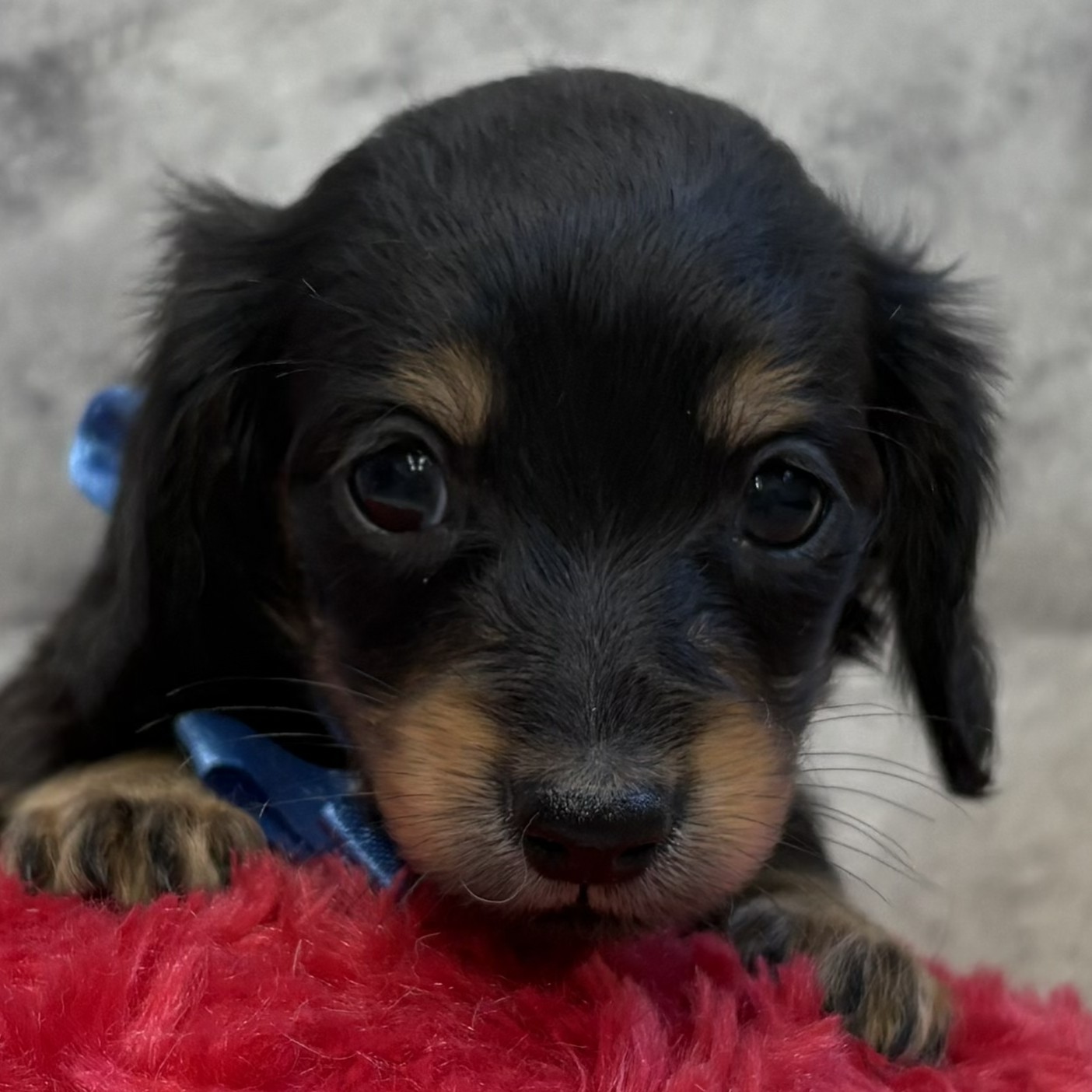 愛知県のミニチュアダックスフンド(ロング) (犬の家＆猫の里アミーゴ神の倉店/2026年1月25日生まれ/女の子/ブラックタン)の子犬