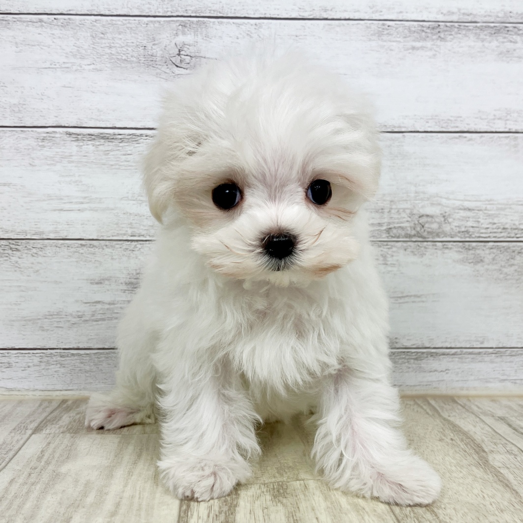 兵庫県のマルチーズ (犬の家＆猫の里川西店/2026年1月20日生まれ/女の子/ホワイト)の子犬