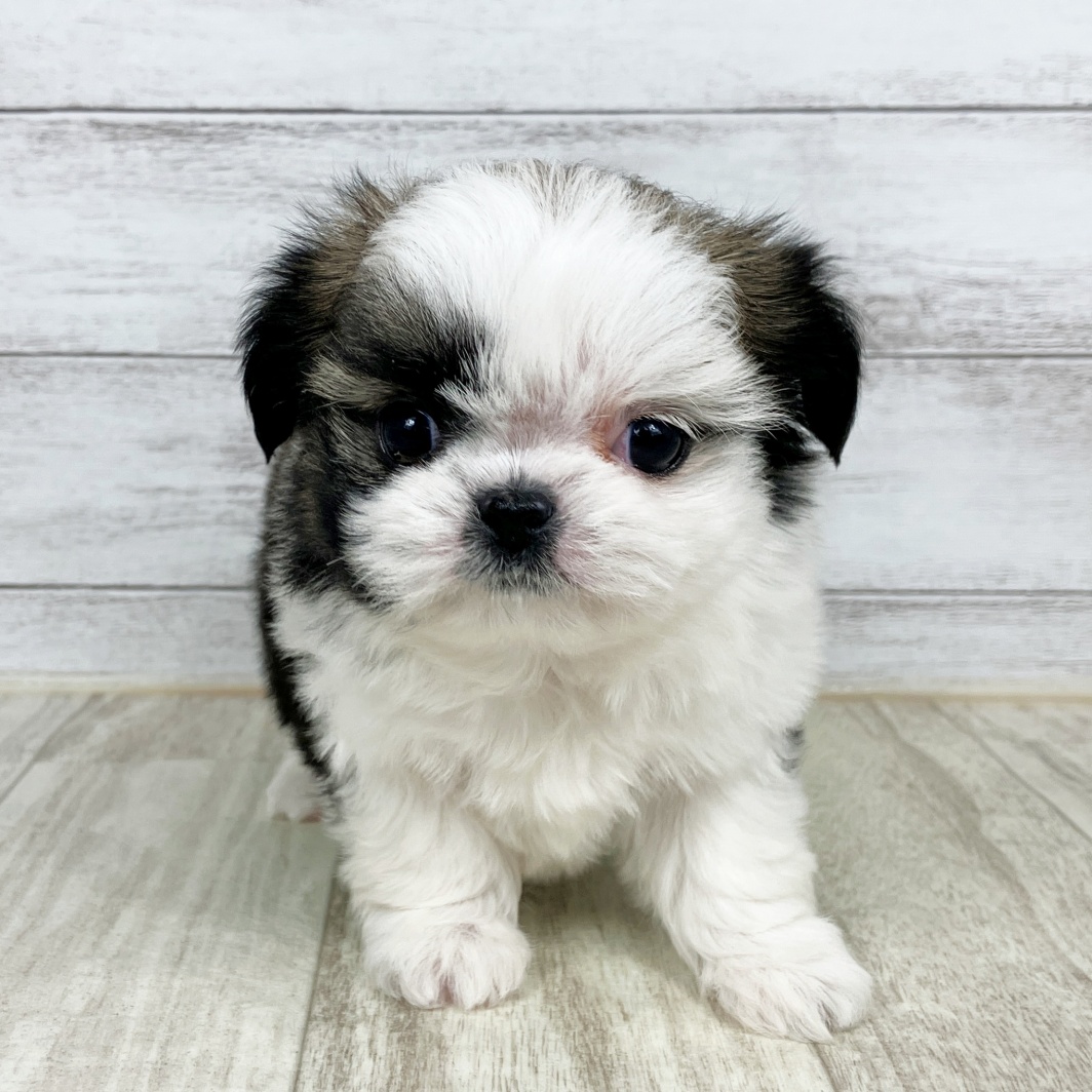 兵庫県のチワズー/チワシーズ(チワワ×シーズー) (犬の家＆猫の里ニッケパークタウン加古川店/2026年1月23日生まれ/女の子/ブラウンホワイト)の子犬