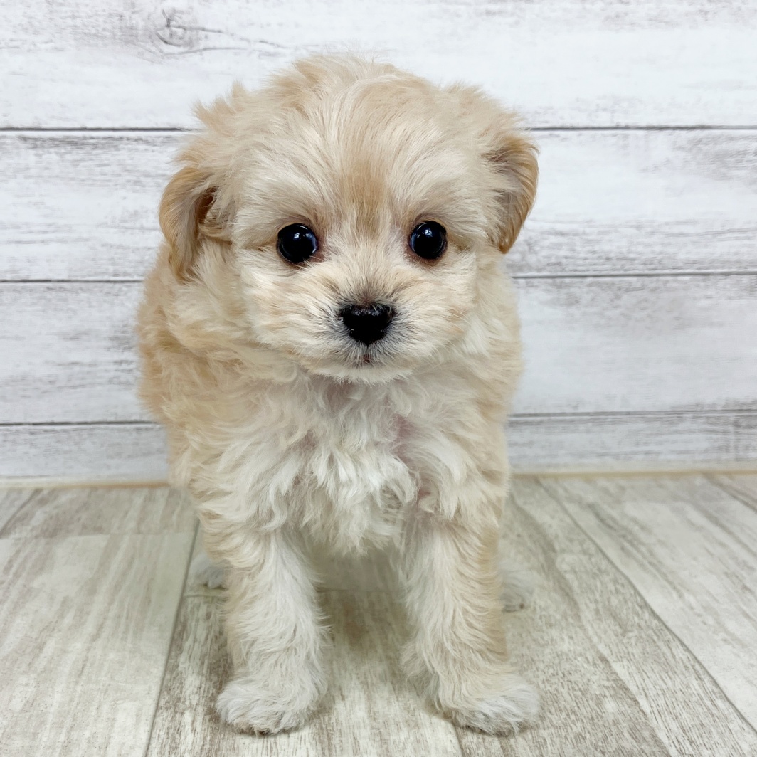 兵庫県のチワプー/プーチー(チワワ×プードル) (犬の家＆猫の里川西店/2026年1月25日生まれ/女の子/アプリコット)の子犬