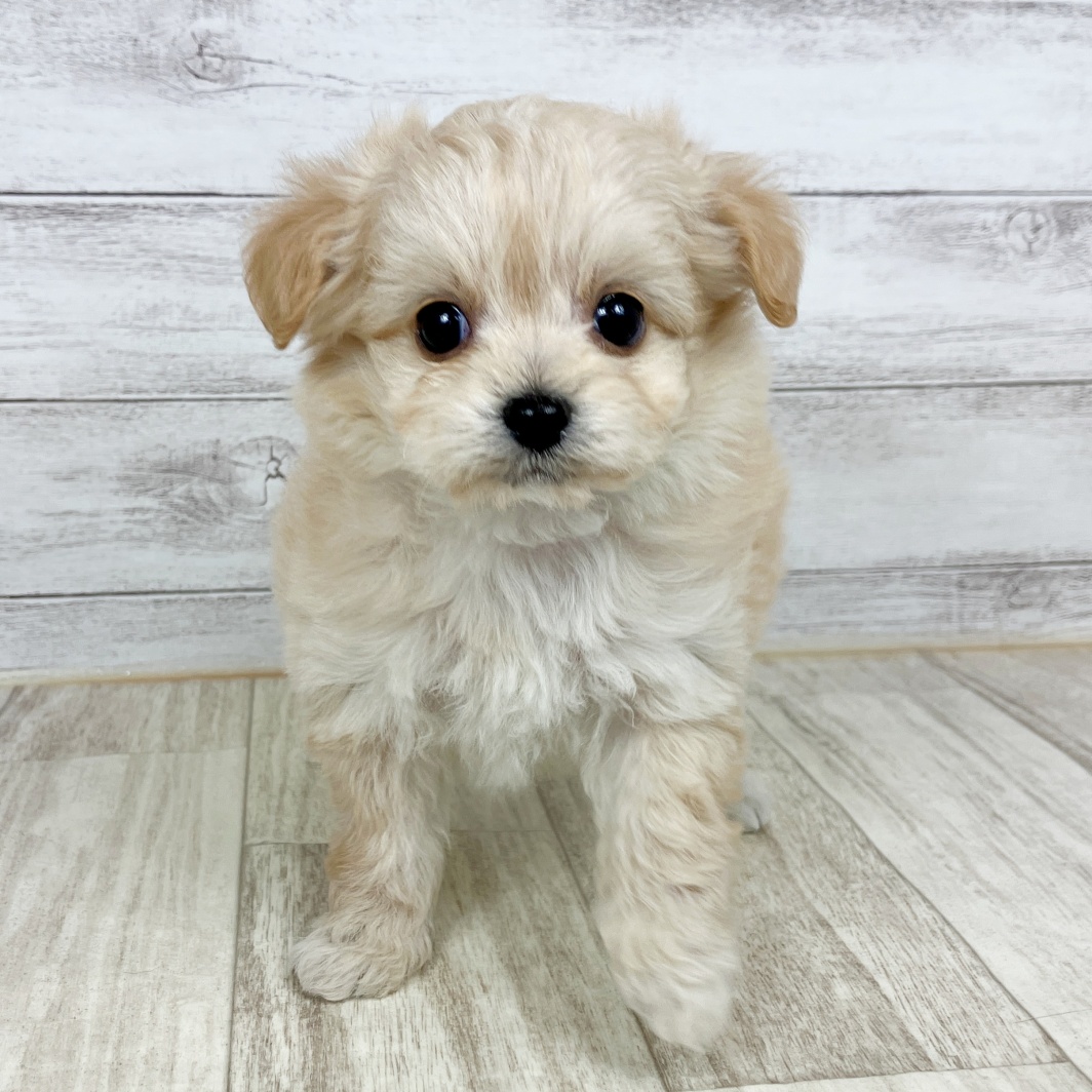 兵庫県のチワプー/プーチー(チワワ×プードル) (犬の家＆猫の里川西店/2026年1月25日生まれ/女の子/アプリコット)の子犬