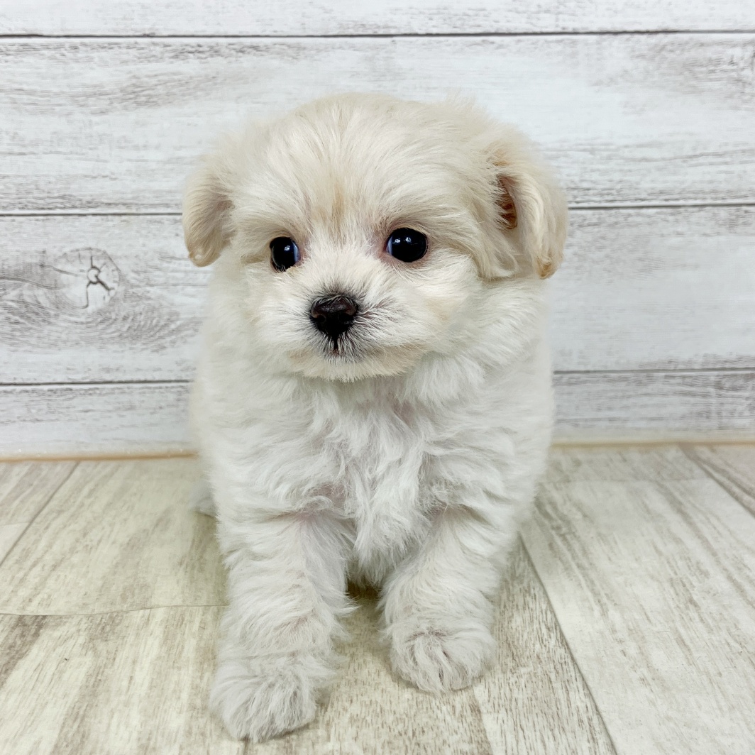 兵庫県のチワプー/プーチー(チワワ×プードル) (犬の家＆猫の里川西店/2026年1月25日生まれ/女の子/アプリコット)の子犬