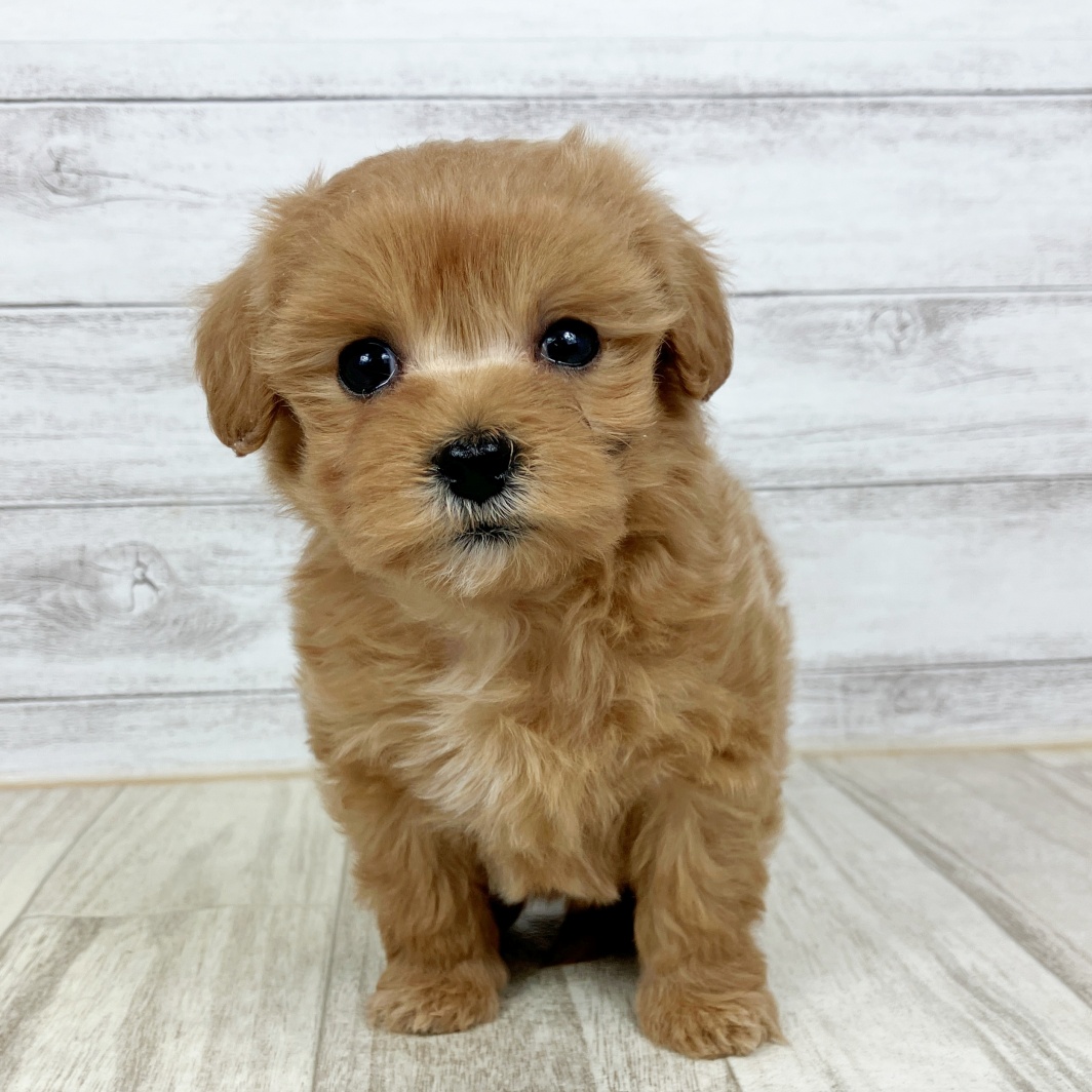 兵庫県のマルプー(マルチーズ×プードル) (犬の家＆猫の里川西店/2026年1月23日生まれ/女の子/レッド)の子犬