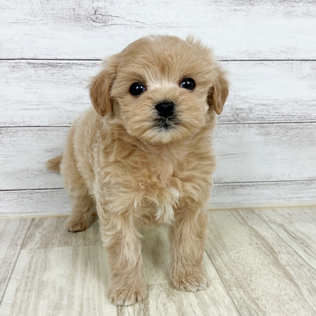 兵庫県のマルプー(マルチーズ×プードル) (犬の家＆猫の里尼崎店/2026年1月23日生まれ/男の子/クリーム)の子犬