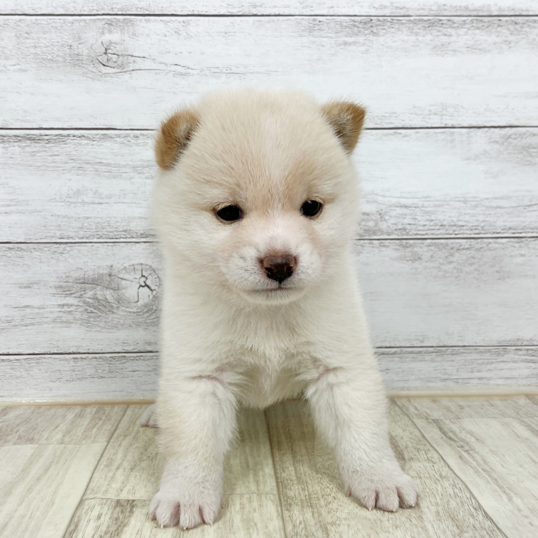 兵庫県の豆柴 (犬の家＆猫の里川西店/2026年1月23日生まれ/男の子/白)の子犬
